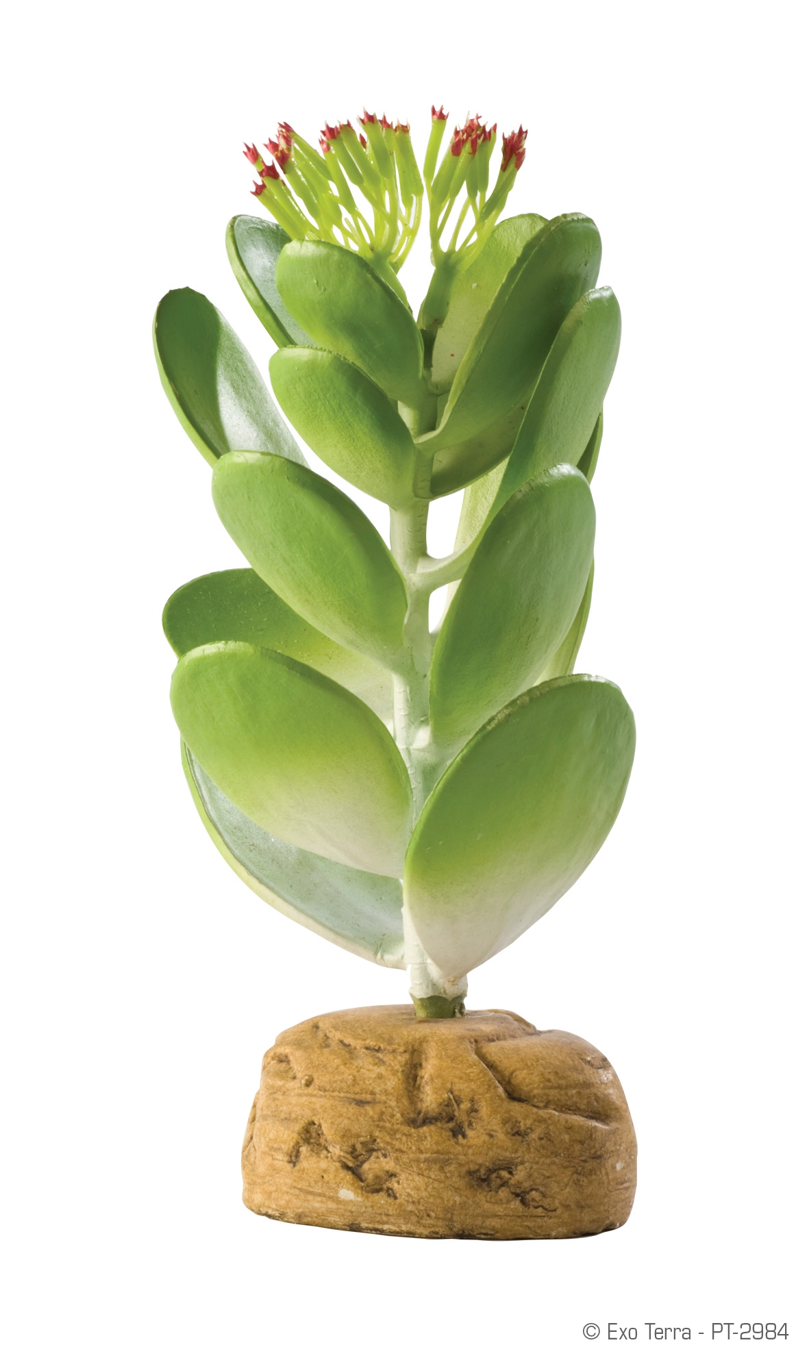 Exo Terra Jade kaktus
